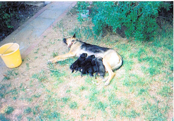Female German Shepherd Dog With Puppies